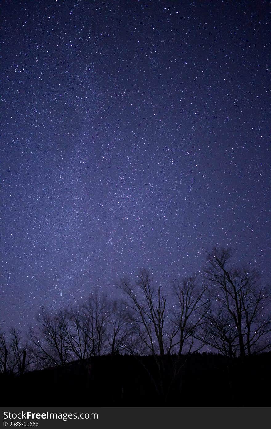 Black Tree Under Purple and Black Sky during Night Time