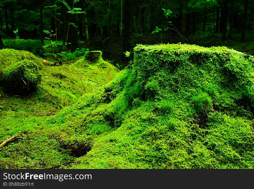 Vegetation, Nature, Green, Ecosystem