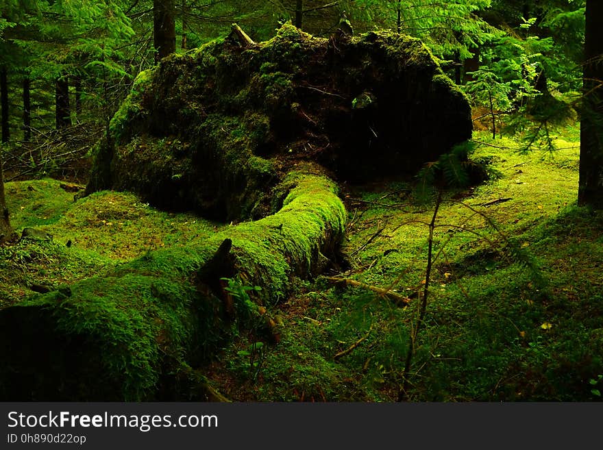 Vegetation, Nature, Green, Nature Reserve