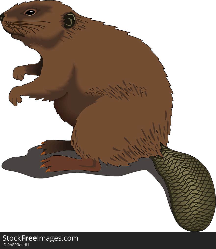 Beaver, Fauna, Mammal, Terrestrial Animal