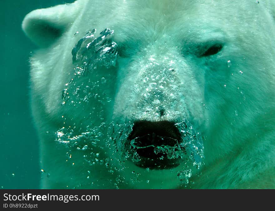 Bear, Polar Bear, Mammal, Water