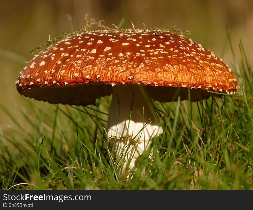 Mushroom, Agaric, Fungus, Edible Mushroom