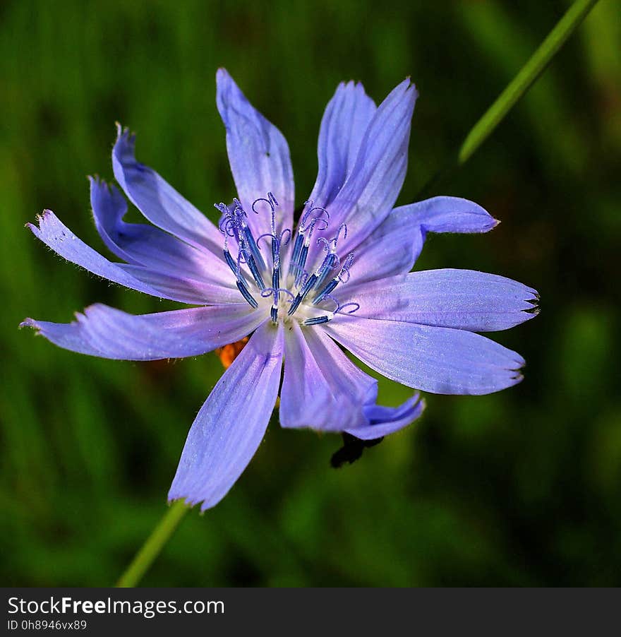 Flower, Blue, Plant, Flora