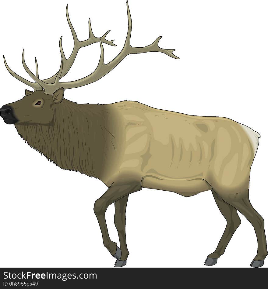 Deer, Reindeer, Mammal, Horn