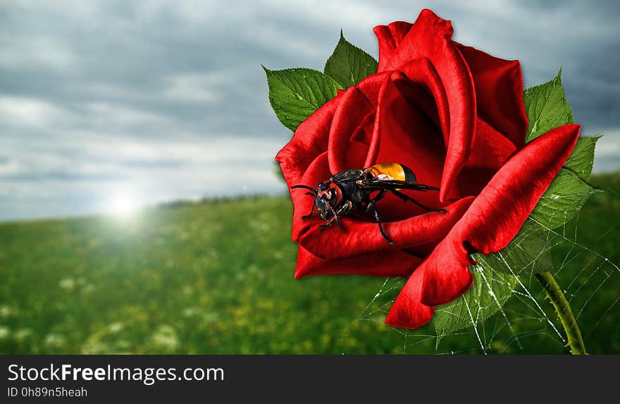 Red, Flower, Flora, Plant