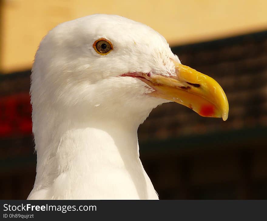 Beak, Bird, Fauna, Close Up