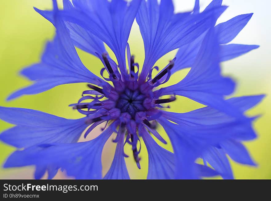 Flower, Blue, Flora, Purple