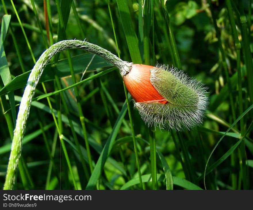 Grass Family, Plant, Grass, Flower