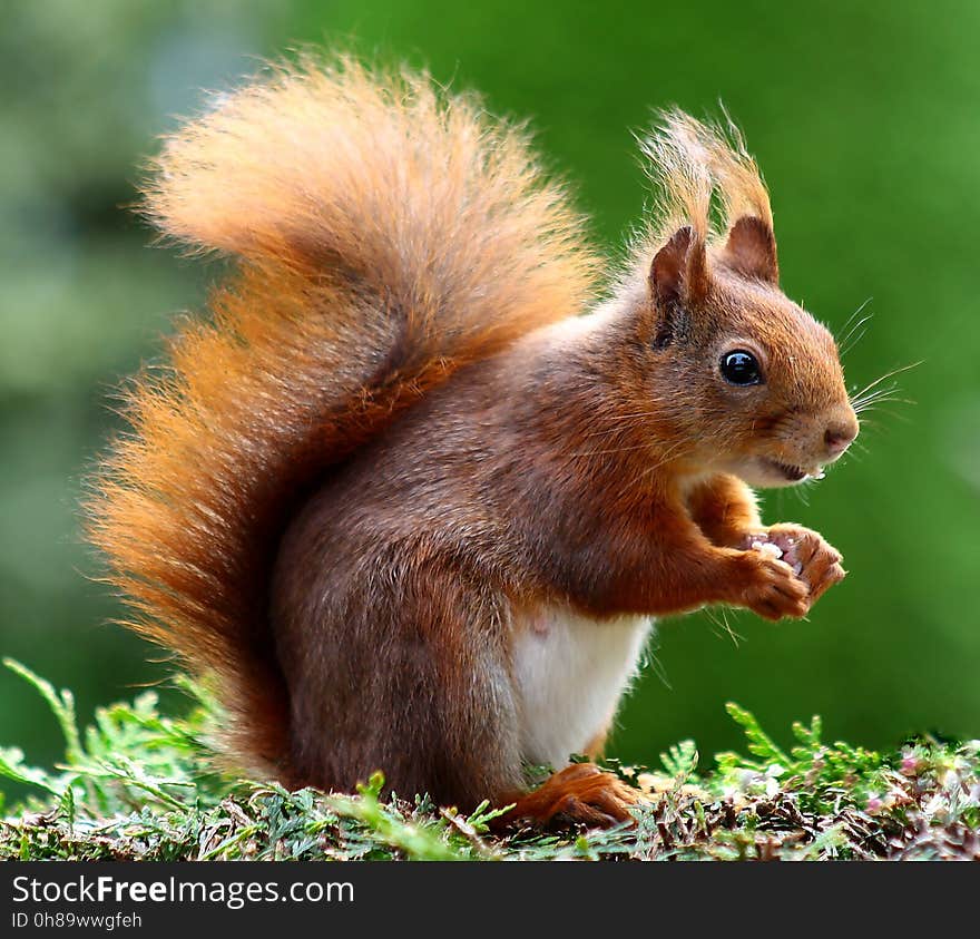 Squirrel, Fauna, Mammal, Wildlife