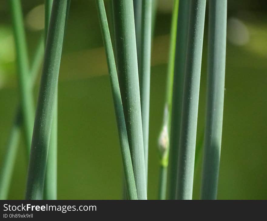 Plant, Grass, Plant Stem, Grass Family