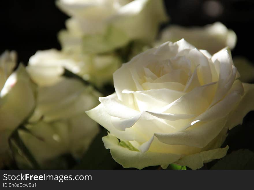 Flower, Rose, White, Rose Family