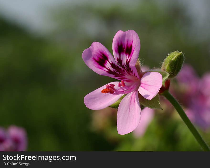 Flower, Plant, Flowering Plant, Flora