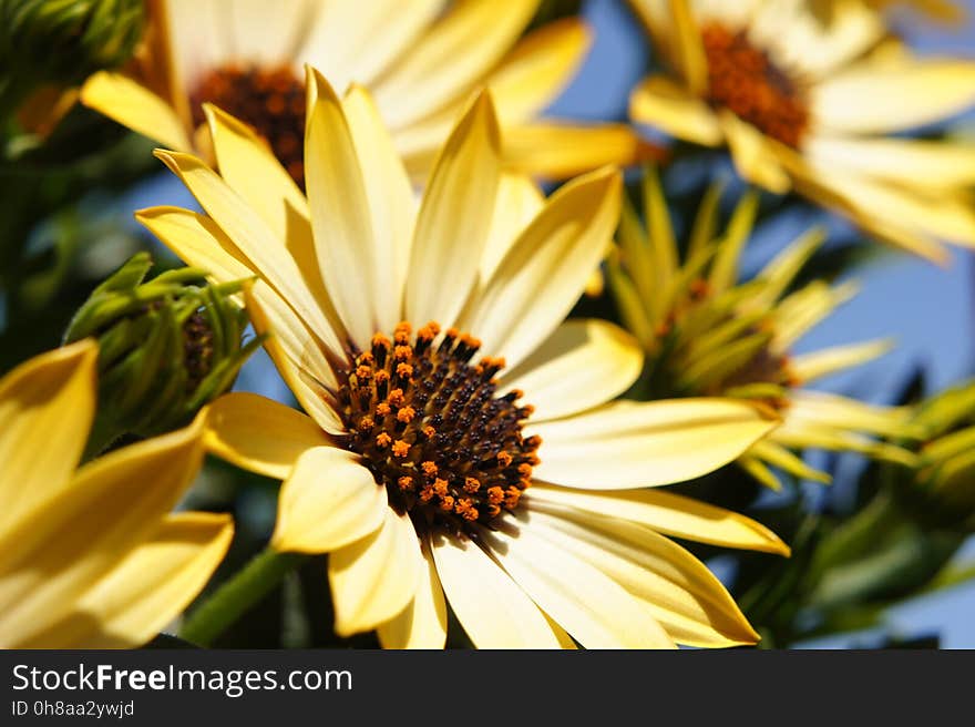 Flower, Yellow, Flora, Plant