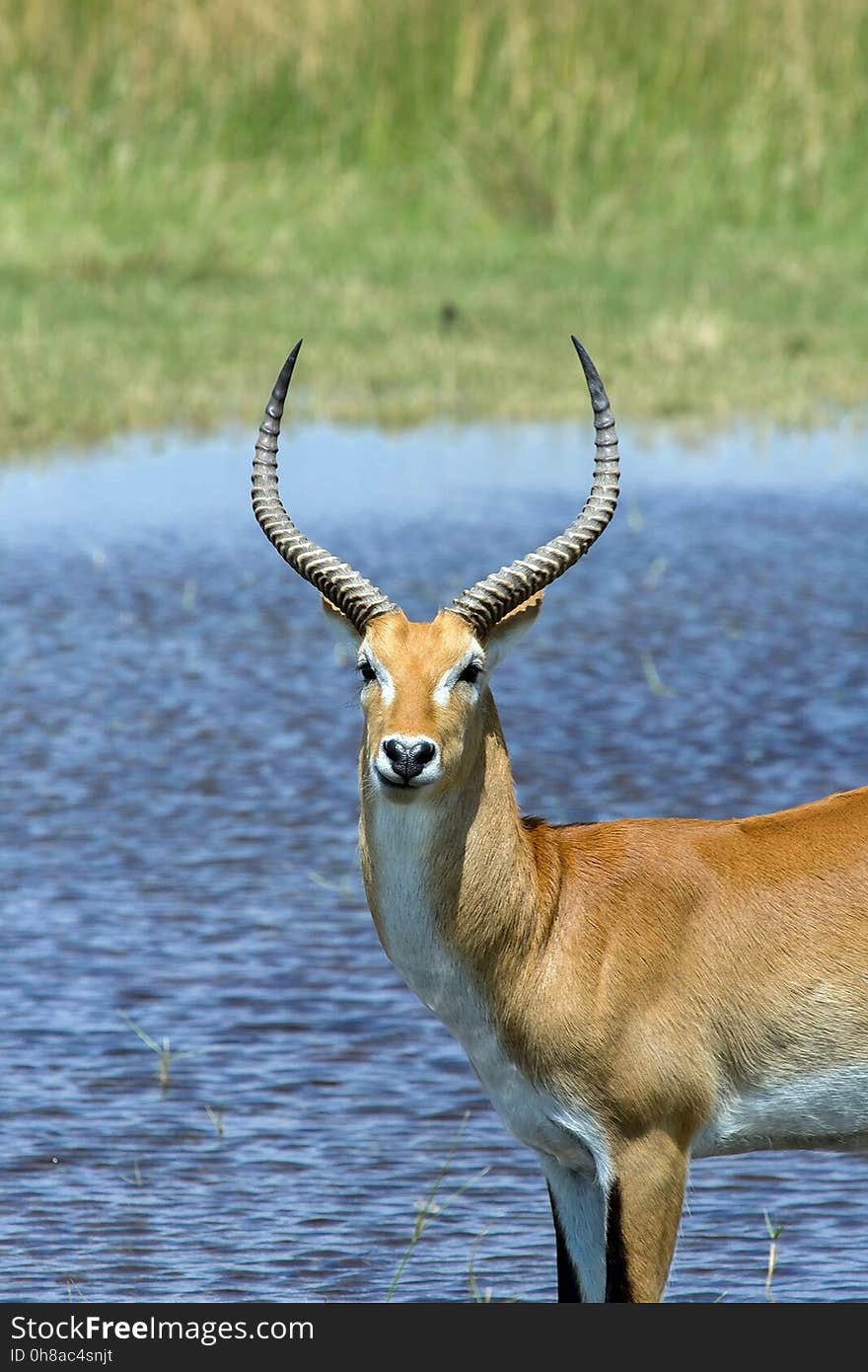 Wildlife, Fauna, Antelope, Horn