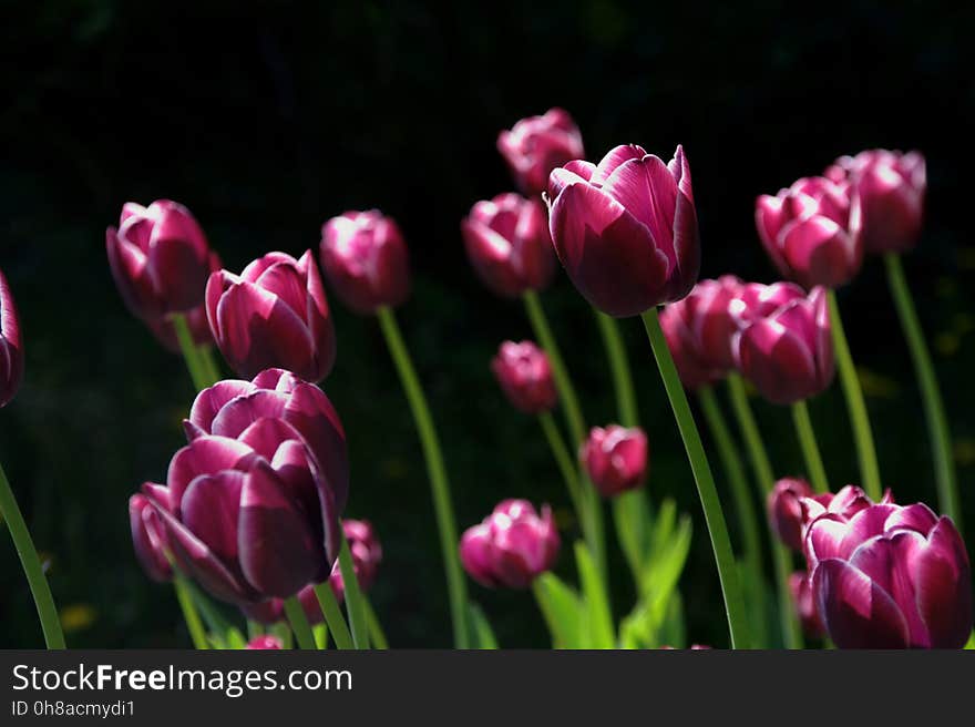 Flower, Plant, Tulip, Flowering Plant