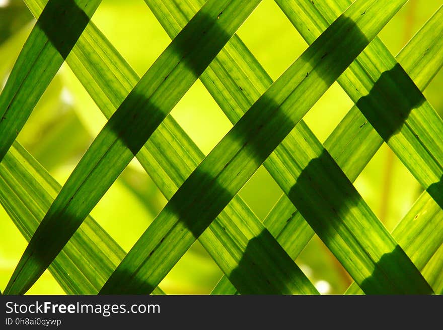 Green, Macro Photography, Close Up, Leaf