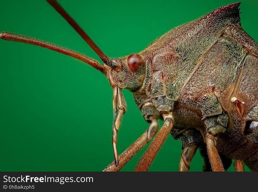 Insect, Close Up, Invertebrate, Organism