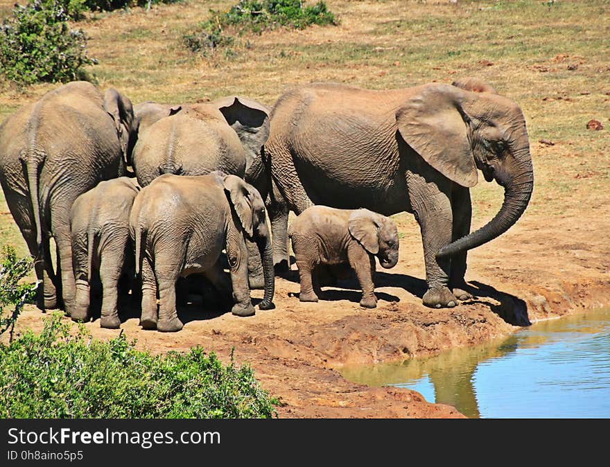 Elephant, Elephants And Mammoths, Terrestrial Animal, Wildlife