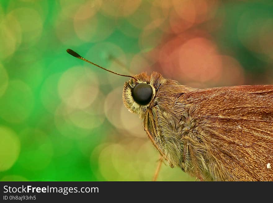 Insect, Invertebrate, Macro Photography, Fauna