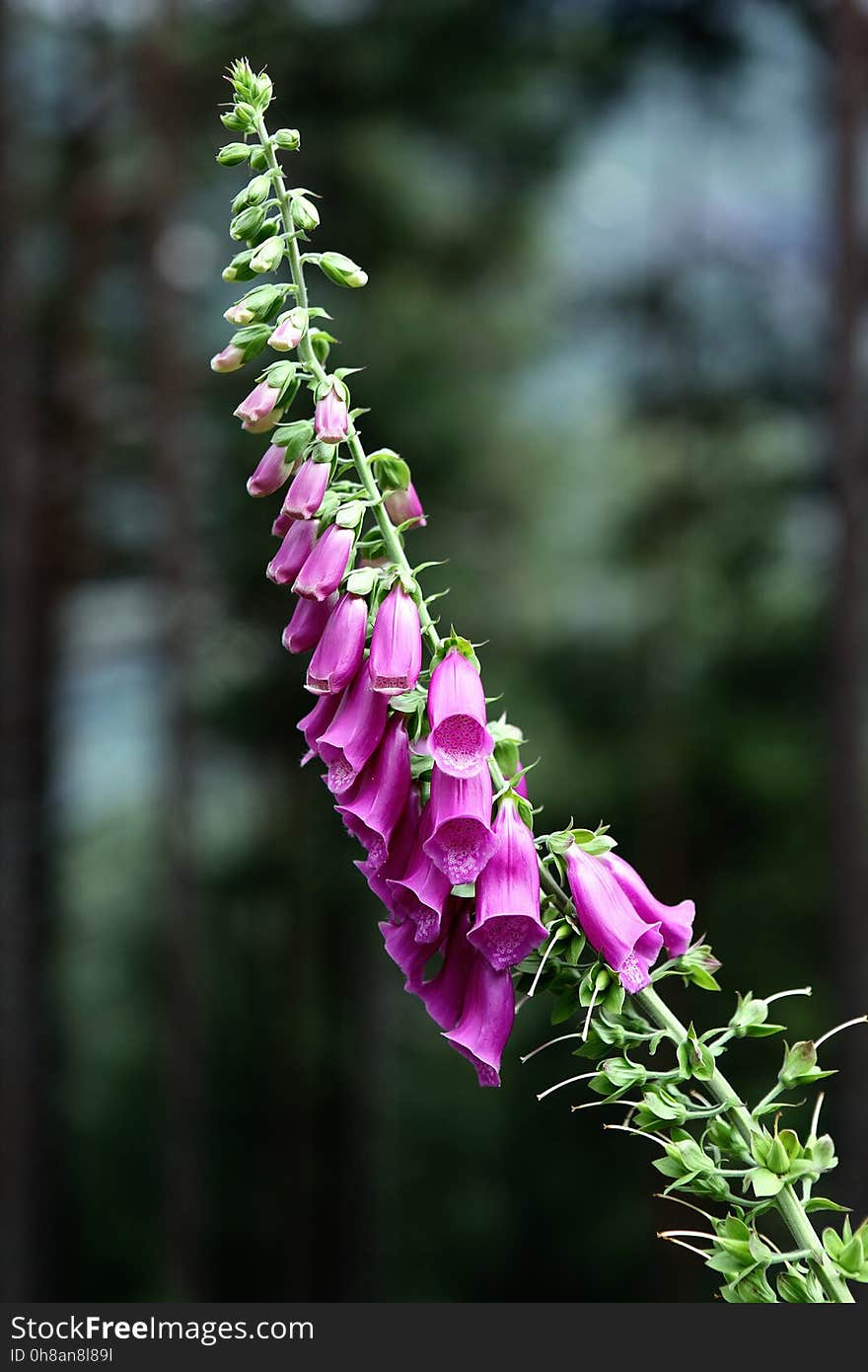 Flower, Pink, Flora, Plant