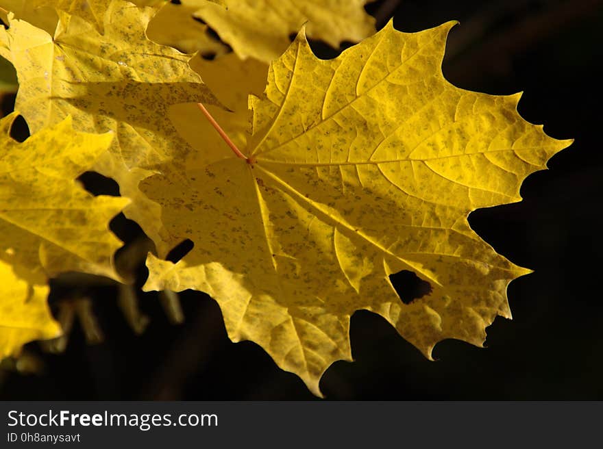 Maple Leaf, Leaf, Yellow, Autumn