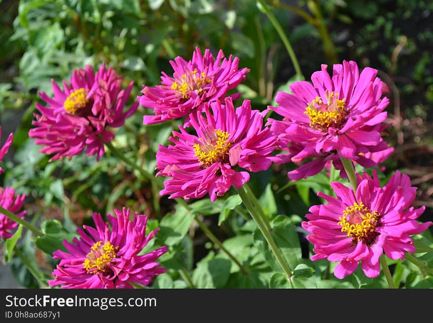 Flower, Plant, Aster, Flora