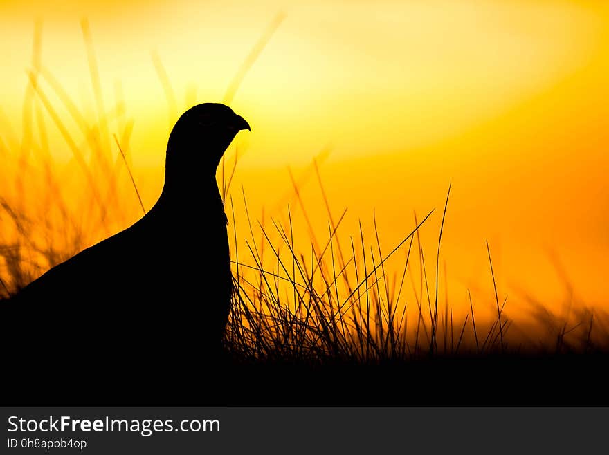 Silhouette, Sky, Sunrise, Grass