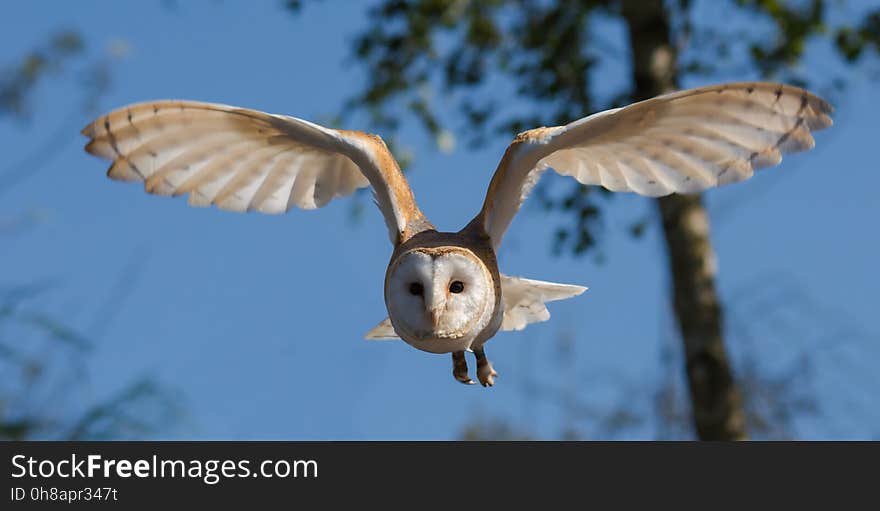 Bird, Fauna, Owl, Beak