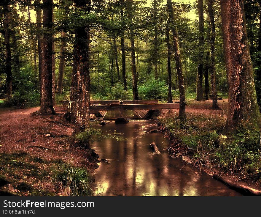 Nature, Woodland, Forest, Reflection