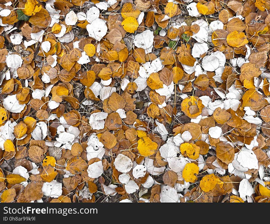 Leaf, Autumn, Deciduous, Spring