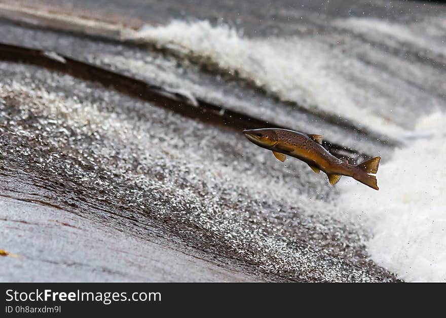 Wood, Wildlife, Water, Snow