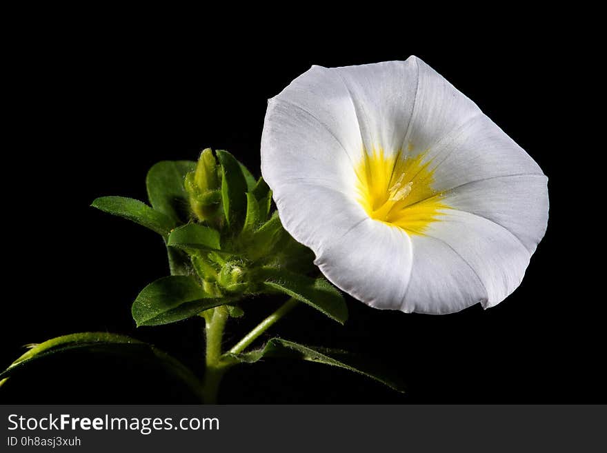 Flower, Yellow, Flora, Plant