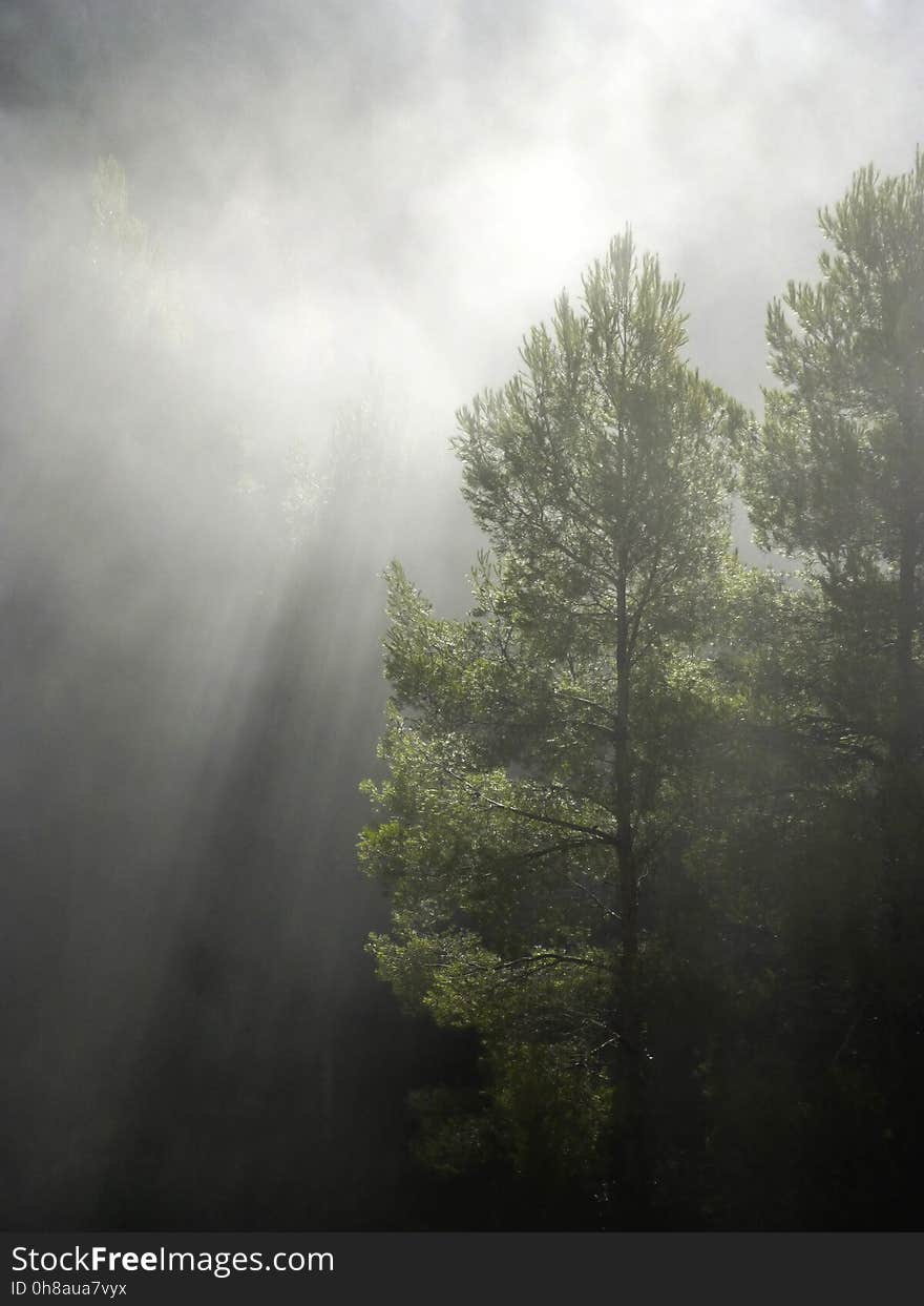 Mist, Fog, Tree, Nature