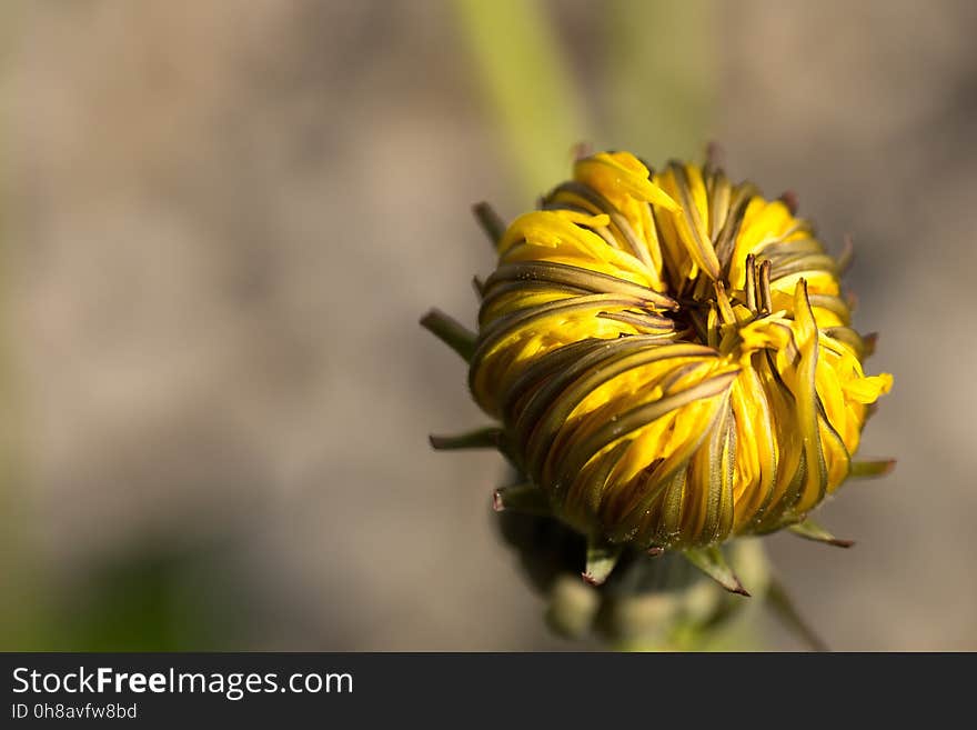 Flower, Yellow, Close Up, Petal