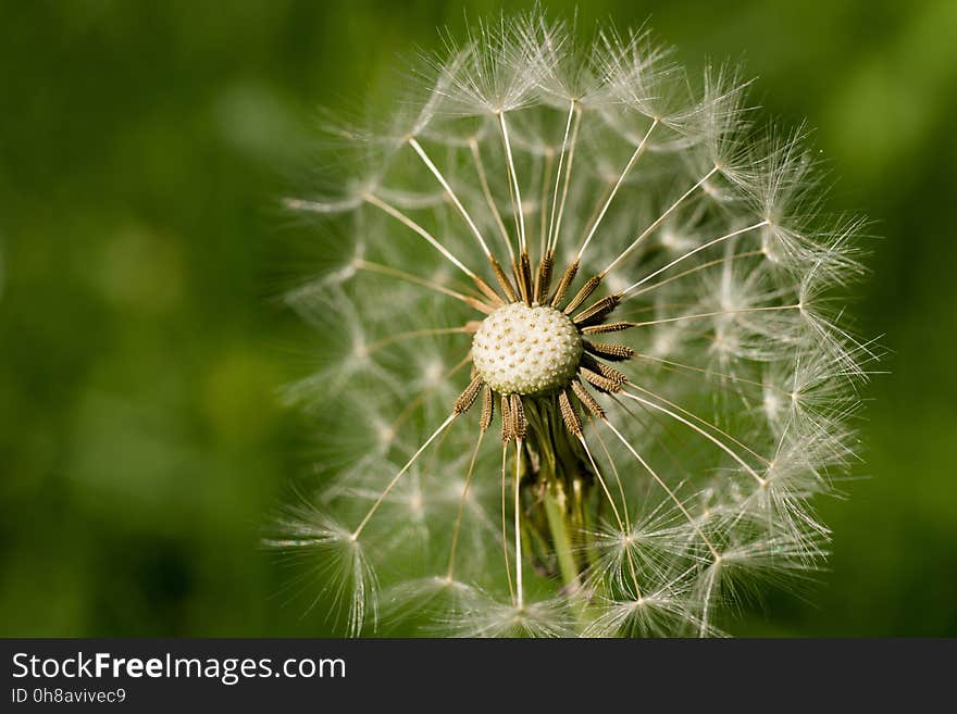 Dandelion, Flower, Vegetation, Plant