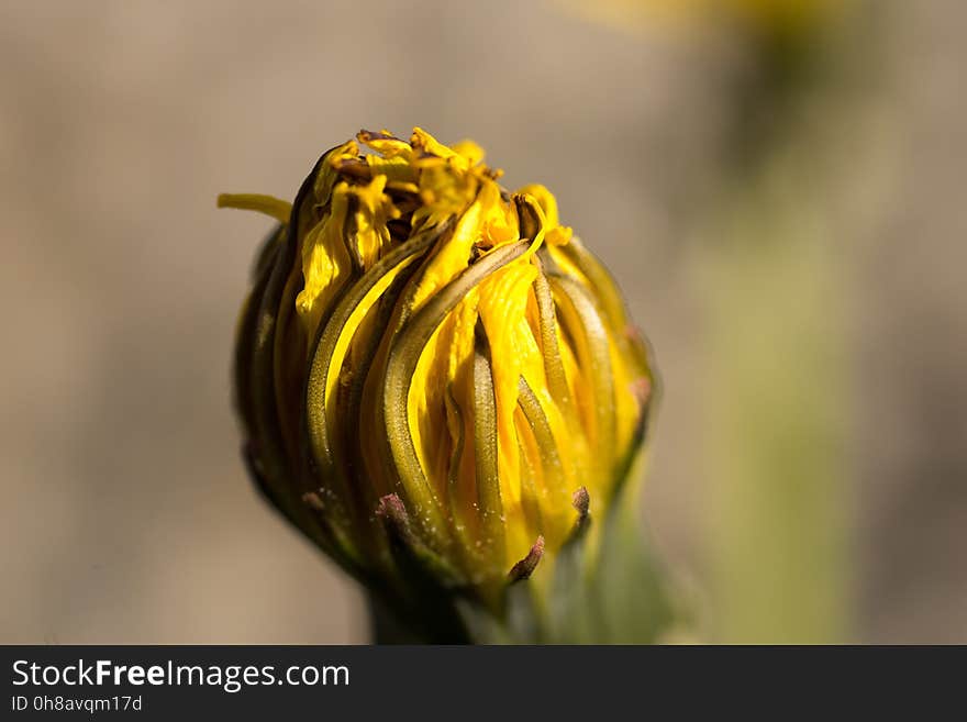 Yellow, Flower, Macro Photography, Close Up