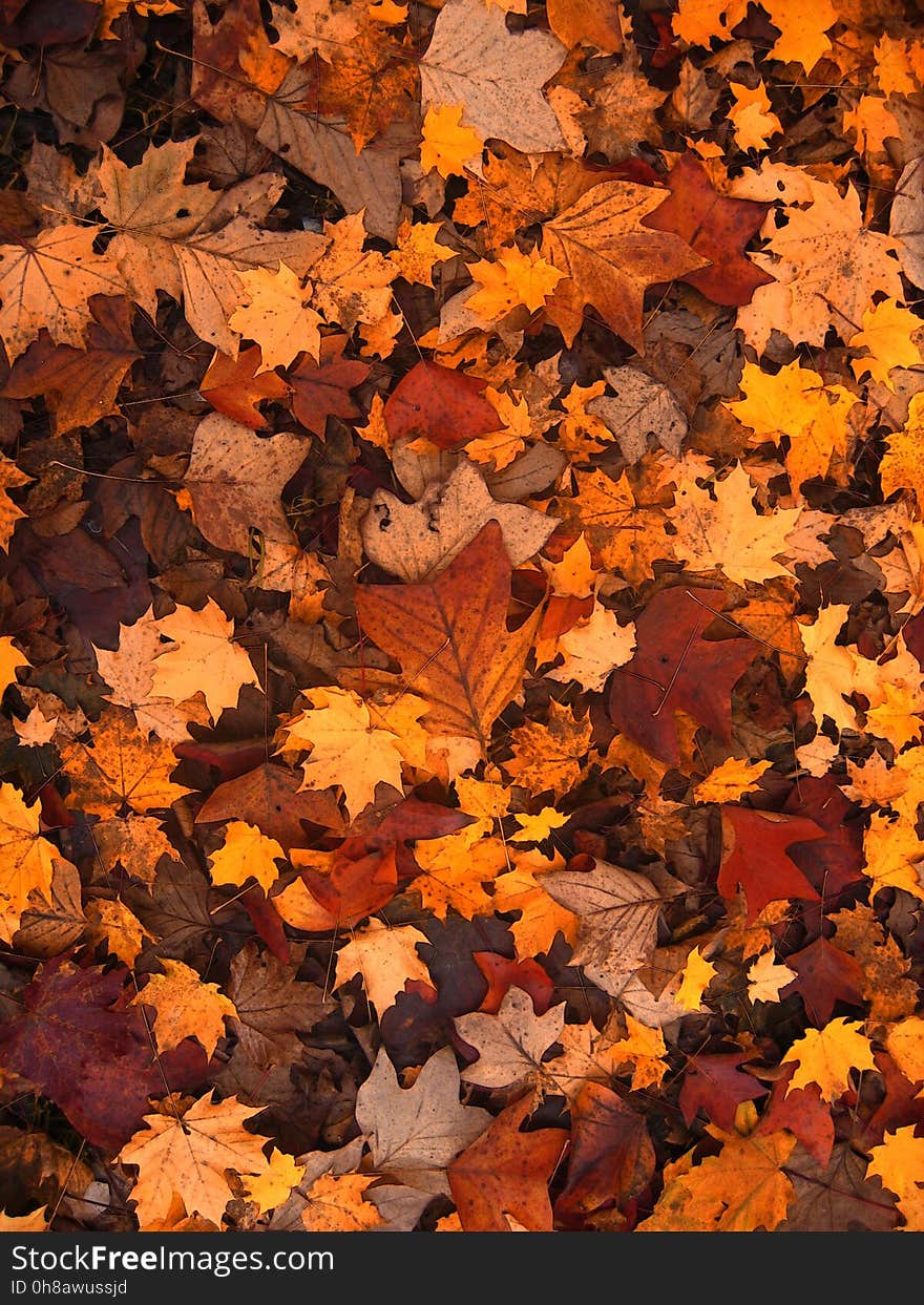 Leaf, Autumn, Maple Leaf, Deciduous