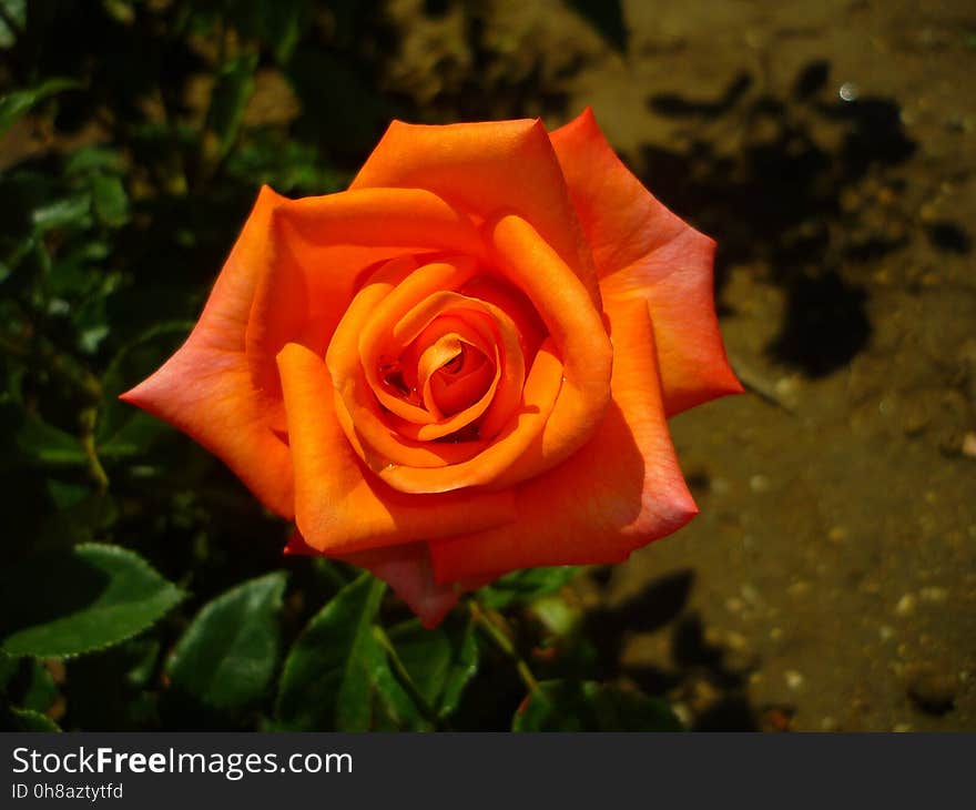 Flower, Rose, Rose Family, Garden Roses