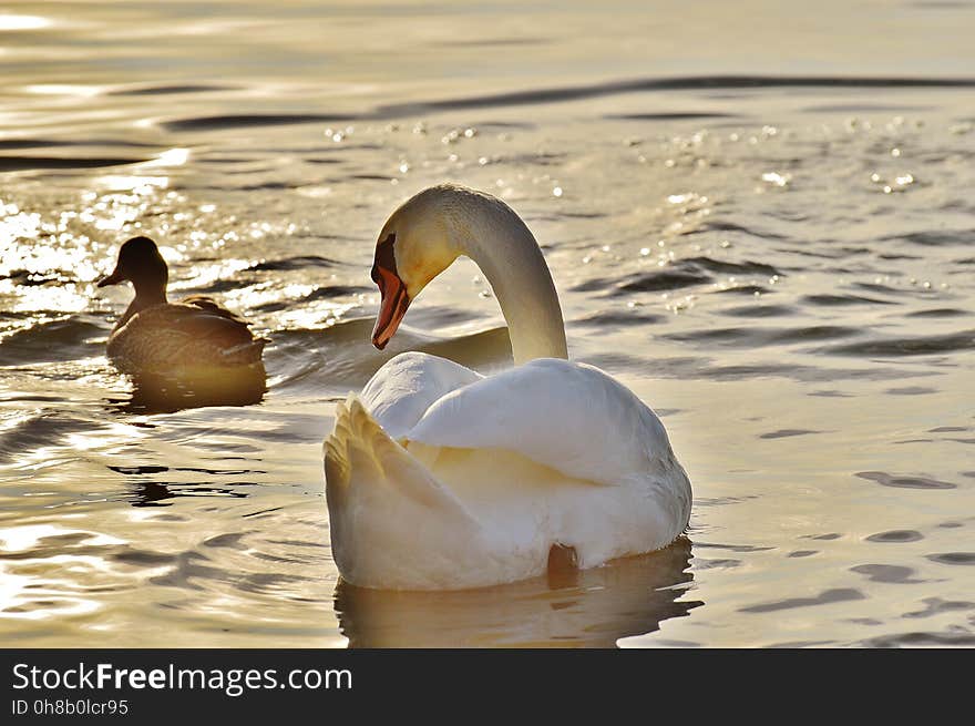 Bird, Water Bird, Water, Duck