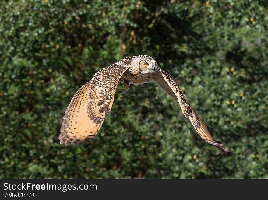 Bird, Ecosystem, Beak, Bird Of Prey