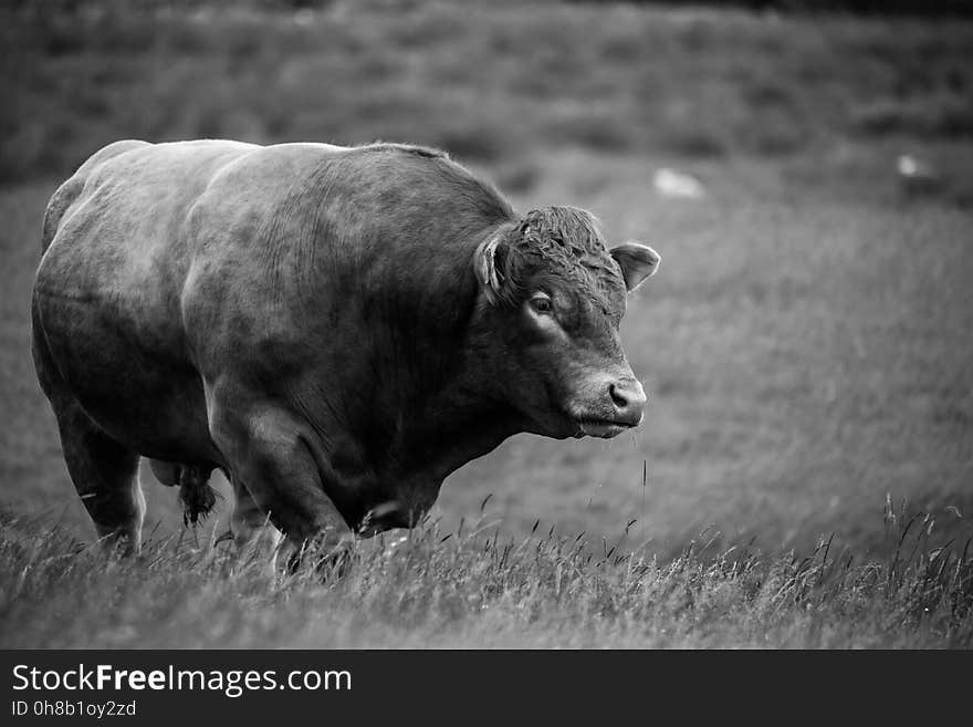 Cattle Like Mammal, Black, Black And White, Bull