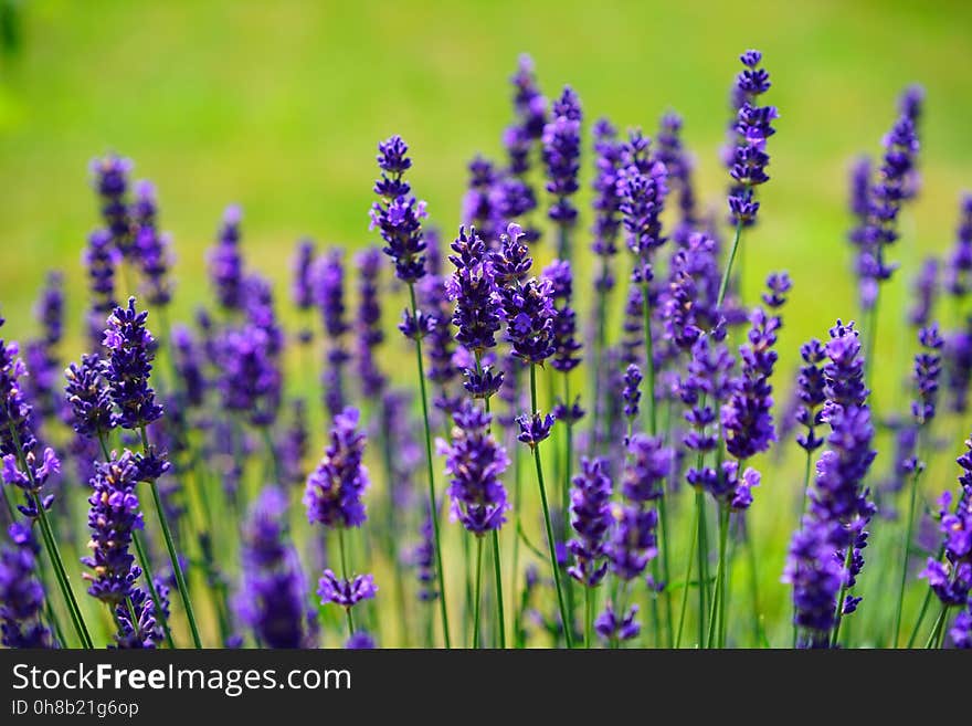 English Lavender, Lavender, Flower, French Lavender