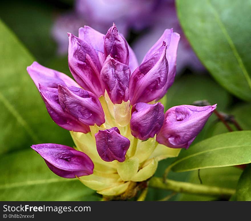 Flower, Plant, Flora, Purple