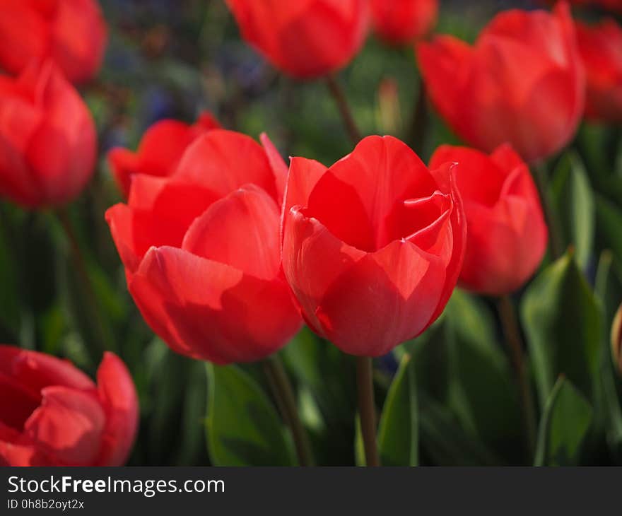 Flower, Flowering Plant, Tulip, Plant