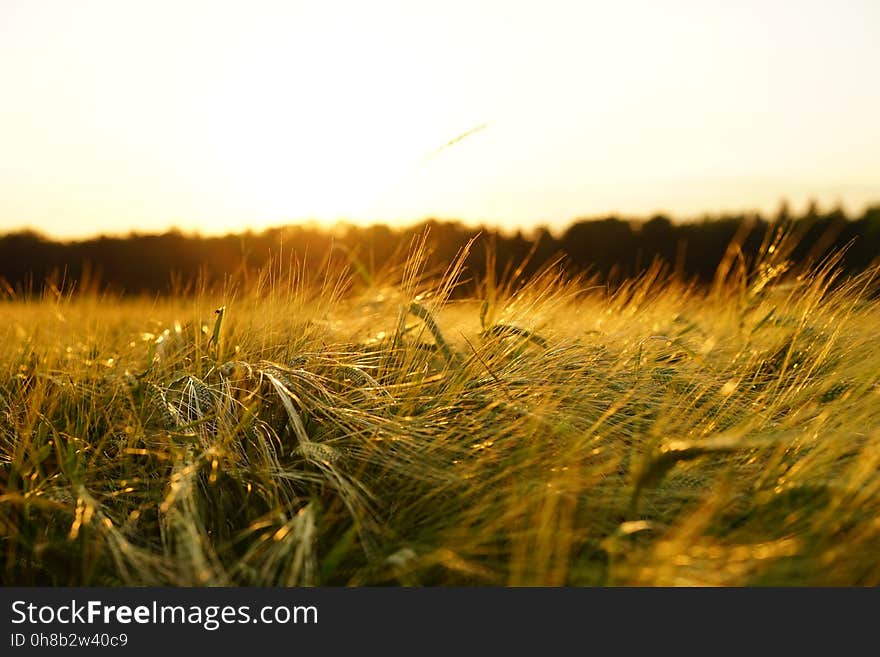 Sky, Field, Grass, Ecosystem