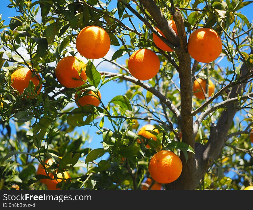 Citrus, Fruit, Fruit Tree, Tangerine