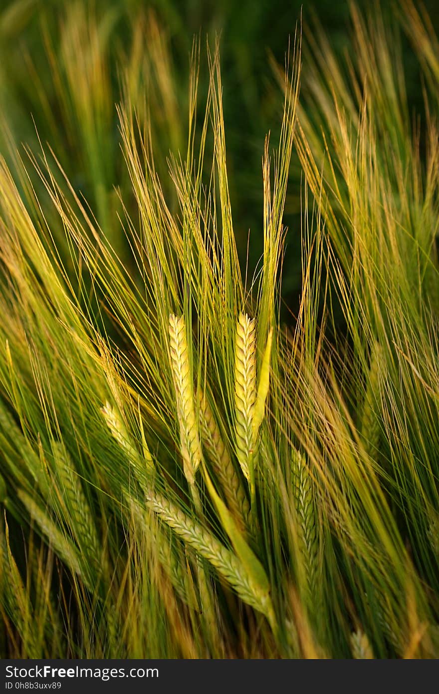 Food Grain, Barley, Grass Family, Rye