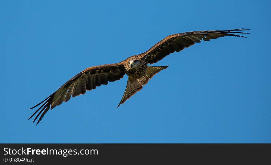 Accipitriformes, Bird, Eagle, Sky