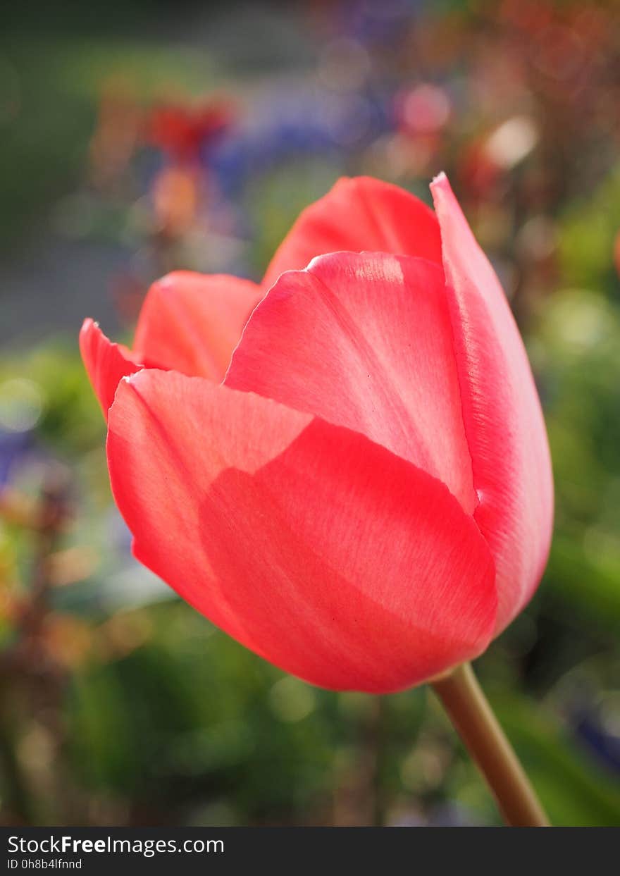 Flower, Red, Tulip, Plant