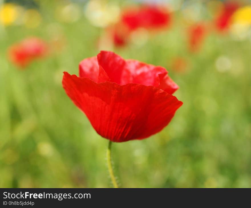 Flower, Poppy, Wildflower, Coquelicot